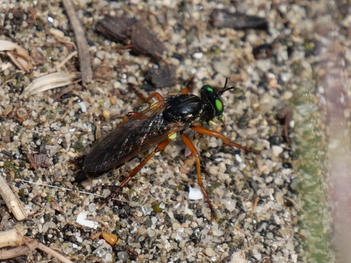 Saropogon luctuosus