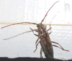 Elaphidion mucronatum