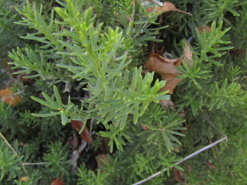 Prumnopitys andina, 2026-05-09