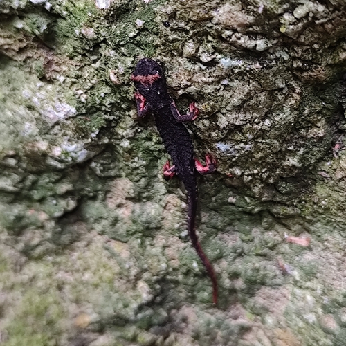 Northern Spectacled Salamander