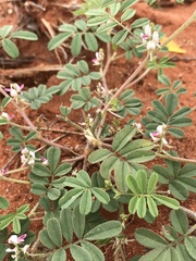 Indigofera damarana