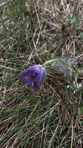 Pulsatilla grandis, photograph 2