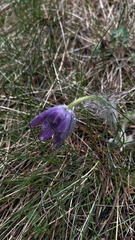 (c) Conrad Altmann, some rights reserved (CC BY) Pulsatilla grandis, photograph (c) Conrad Altmann, some rights reserved (CC BY)