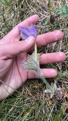 (c) Conrad Altmann, some rights reserved (CC BY) Pulsatilla grandis, photograph (c) Conrad Altmann, some rights reserved (CC BY)
