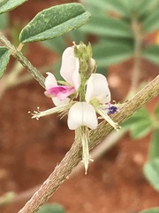 Indigofera damarana