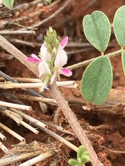 Indigofera damarana