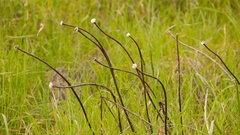 Wyethia angustifolia