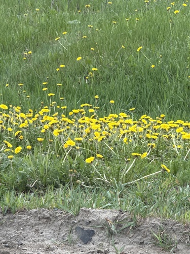 common dandelion