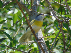 Pachyramphus viridis