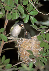 Vireo atricapilla