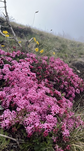 Rose daphne (Daphne cneorum)