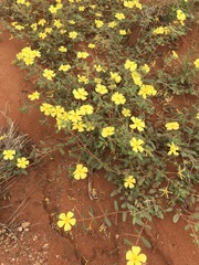 Tribulus pterophorus