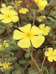 Tribulus pterophorus