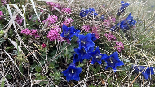 Gentiana clusii (Gentiana clusii)