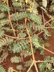 Tribulus pterophorus