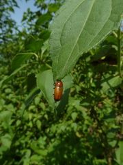 Peploptera
