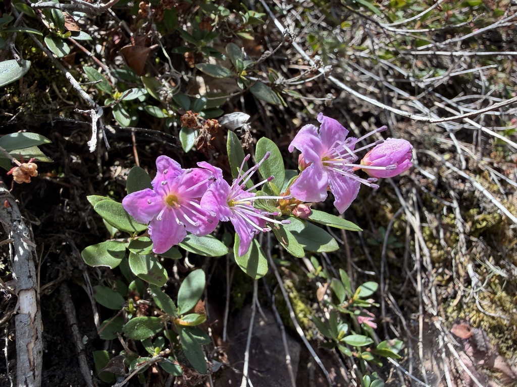 Kalmiopsis fragrans; photograph (c) Dee Shea Himes, some rights reserved (CC BY)