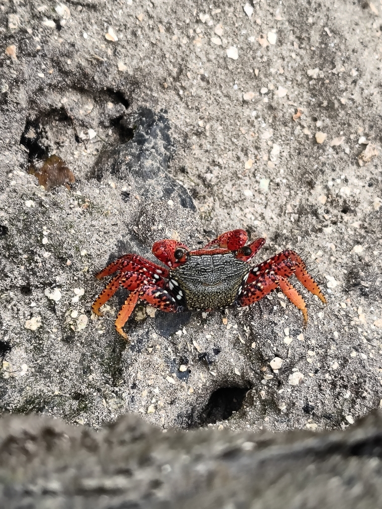 mangrove root crab