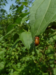 Peploptera