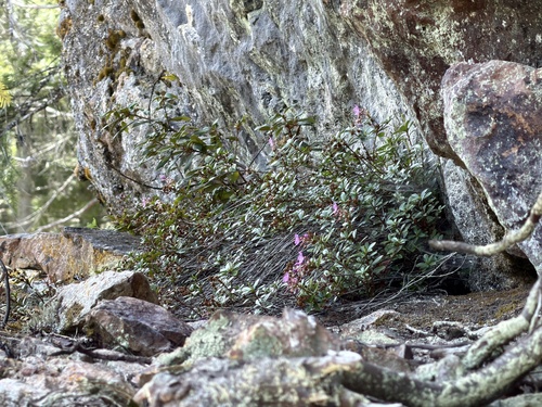 Kalmiopsis fragrans, photograph 3
