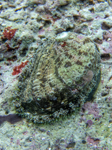 Haliotis tuberculata