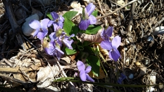 Viola collina