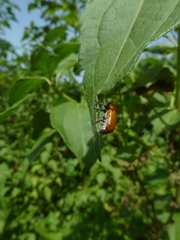 Peploptera