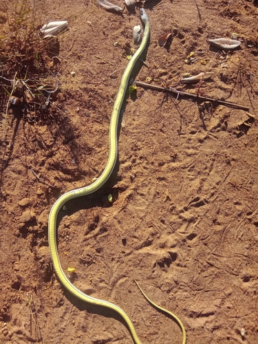 Eastern Stripe-bellied Sand Snake