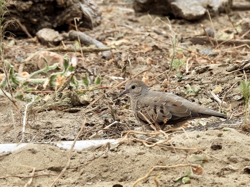 Common Ground Dove observed by allisonhelm9