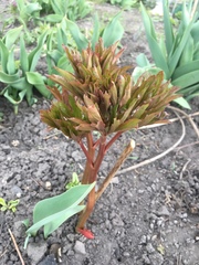 Paeonia × suffruticosa