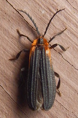 Leptoceletes basalis