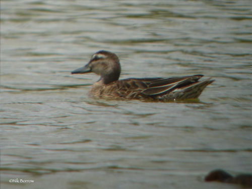 Garganey