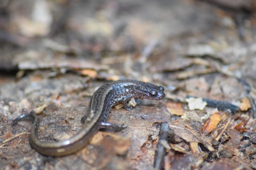 Western Dwarf Salamander