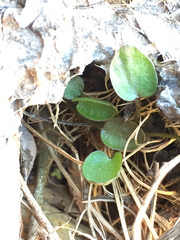 Halerpestes cymbalaria