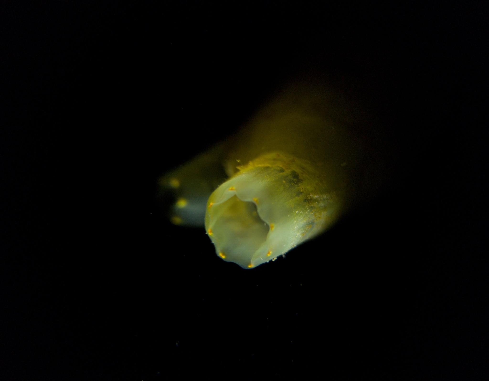 Ciona intestinalis (Linnaeus, 1767)