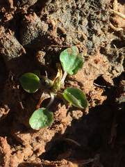Halerpestes cymbalaria