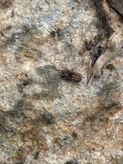 Callobius bennetti