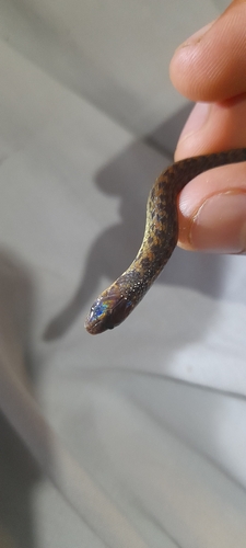 Bignose Ground Snake