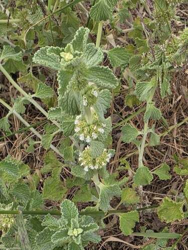 White Horehound