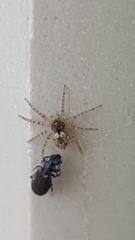 Oecobius maculatus