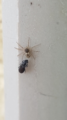 Oecobius maculatus