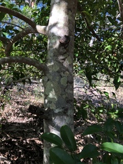 Huberantha nitidissima