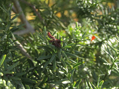 Prumnopitys andina observed 2026-05-09