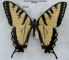 Papilio appalachiensis
