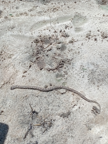 Mole Snake