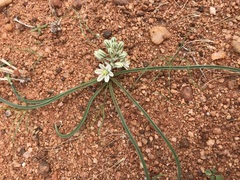 Albuca stapffii