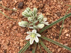 Albuca stapffii