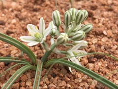 Albuca stapffii