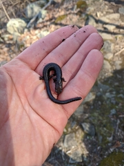 Plethodon hubrichti