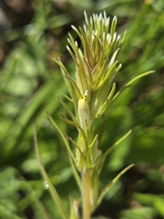 Castilleja attenuata
